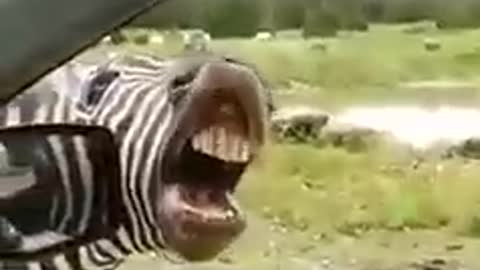 OMG !!! zebra is singing!!!