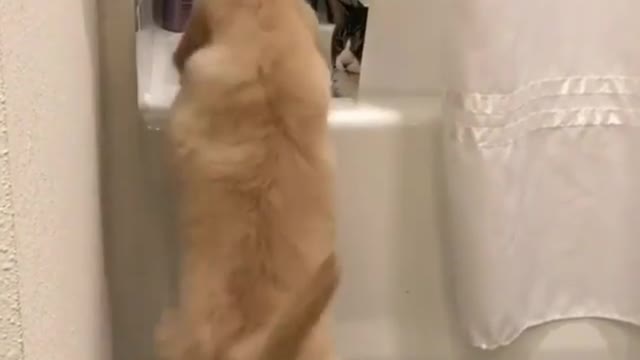 This puppy wants to take a bath with the cat