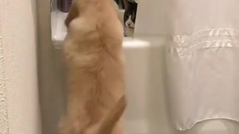 This puppy wants to take a bath with the cat