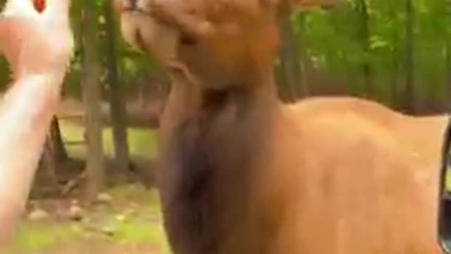 Animal funny video
