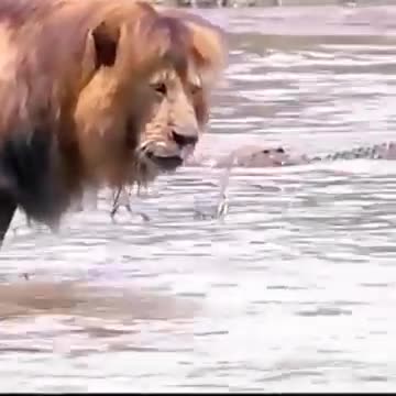 Lion vs. Whale|شیر در مقابل نهنگ