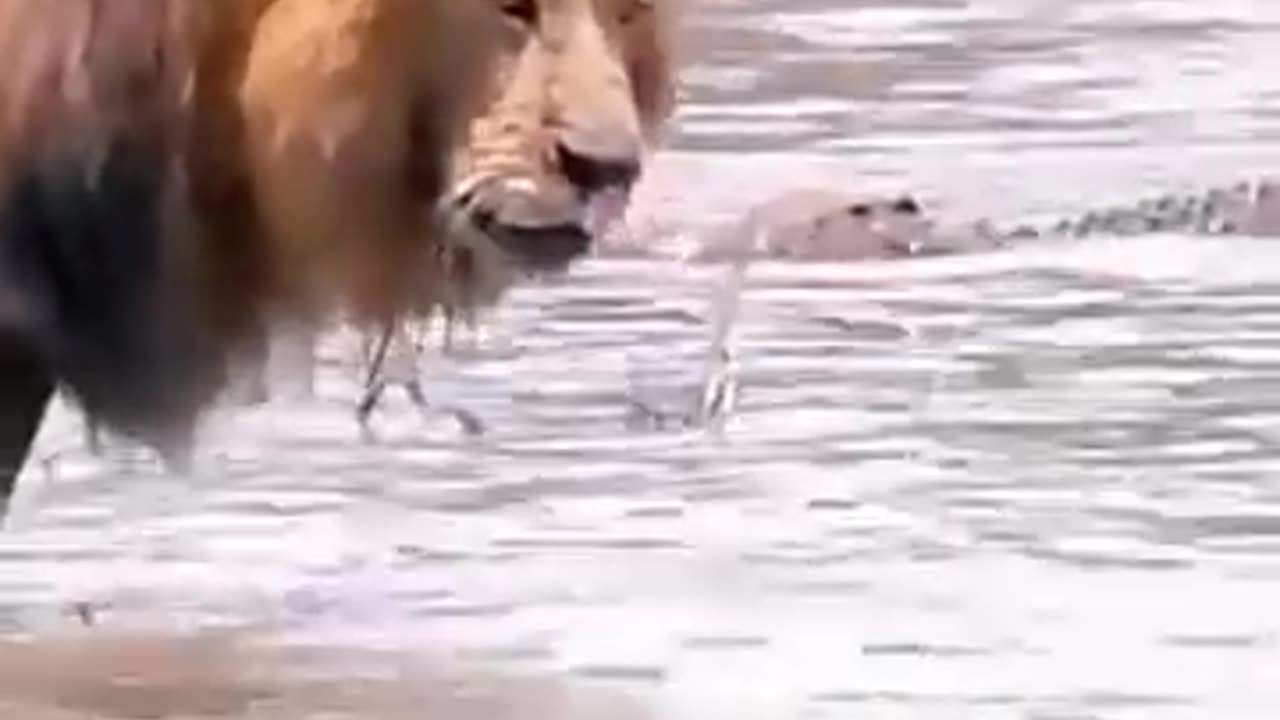 Lion vs. Whale|شیر در مقابل نهنگ