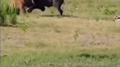 Wildlife is in closer view with a natural perspective.