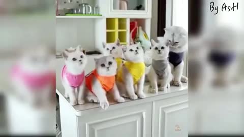 Teasing the White cat family | cute cats