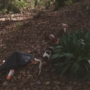 Funny two dogs playing in the wood