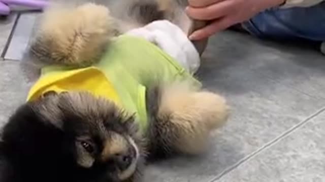 Funniest Animals Real 😹 Short Funny Animals Videos #9