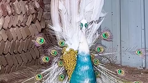 Peacock