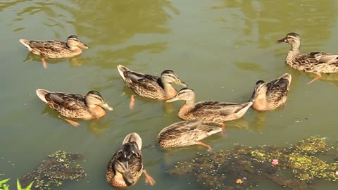 Ducks on lake video stock footage