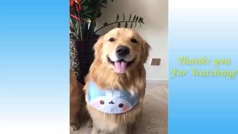 Try Not To Laugh Challenge Funny Cat Dog compilation tanks