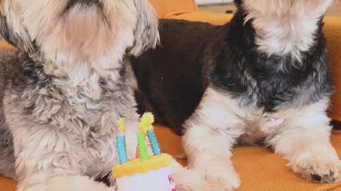 Birthday of my dogs