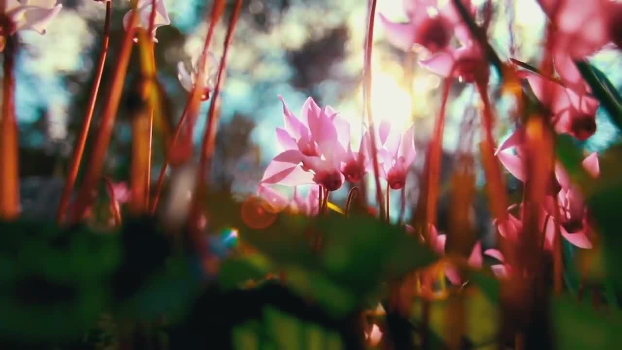 Pump it Up - Elvis Costello MASHUP Splash - Chon Fanedit