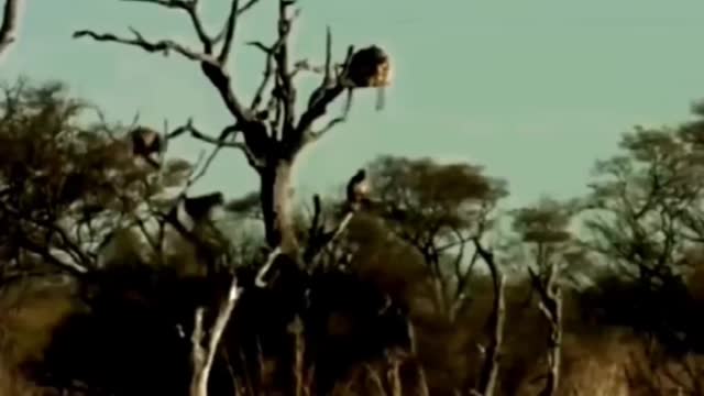 Cheetah catches an antelope, zealous baboons come to rescue