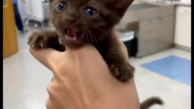 Cute and Funny Cat Videos Compilation - PART 7