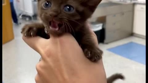 Cute and Funny Cat Videos Compilation - PART 7