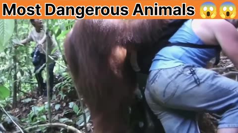 Angry Animals 😡