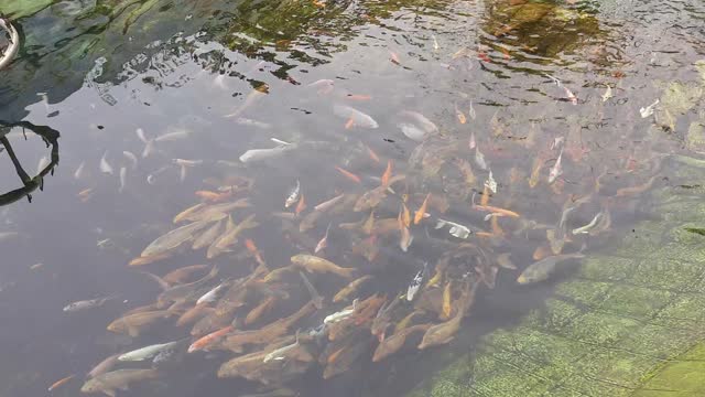 Very beautiful fish like watching in water