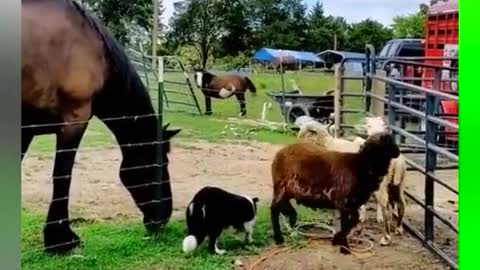 magical animal herding on the edge