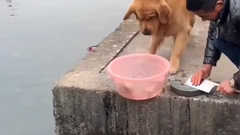 So kind dog