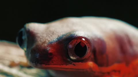 Red frog on a log 🐸🐸🐸