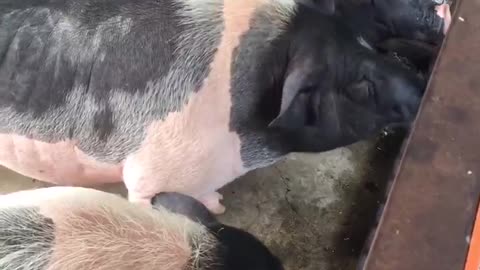 Cute Piggy piggy pig