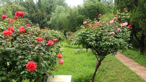 A plant with red flowers, very beautiful!