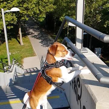 Sunny a lovely dog from Vienna Donau Wien jack russel mix