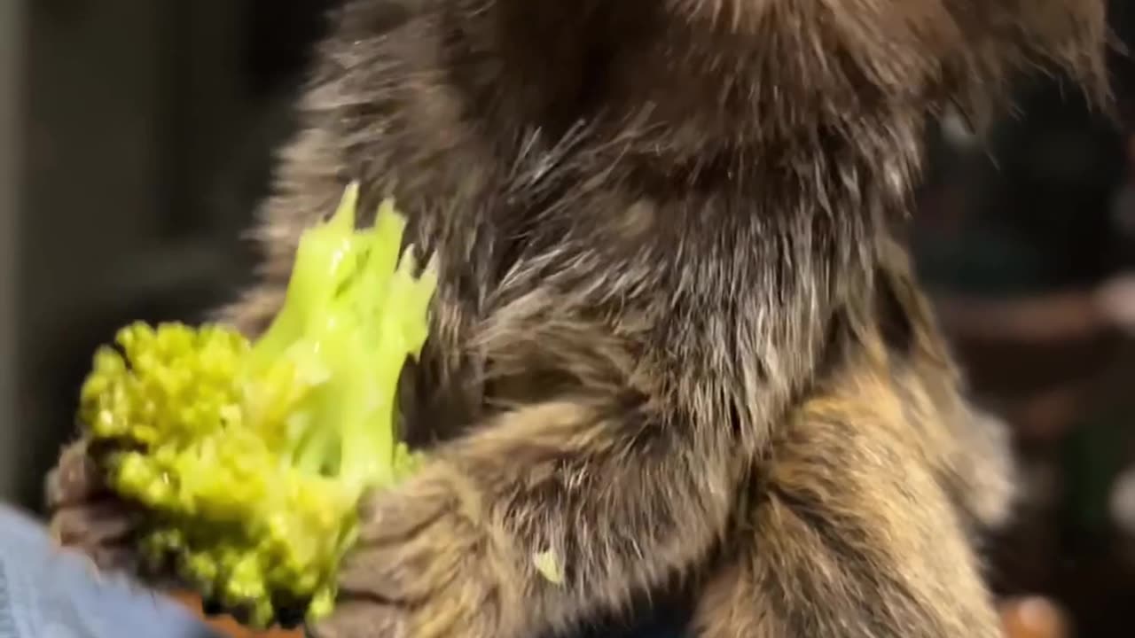 Baby Marmoset Eating Broccoli