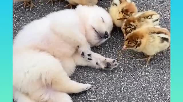 Little puppy and bodyguards