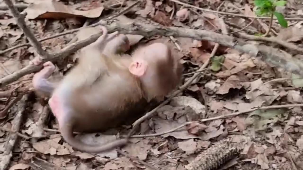 So pity small baby monkey crying loudly, mom rejected milk