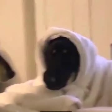 funny dog,viral,cute sibling,