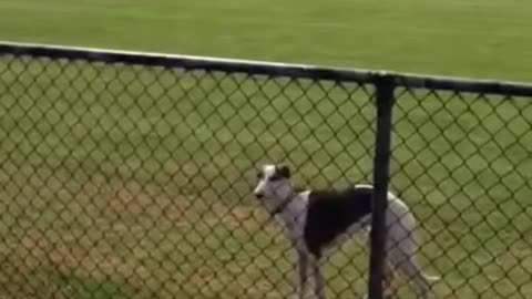 The cute dog. Hi is so cute