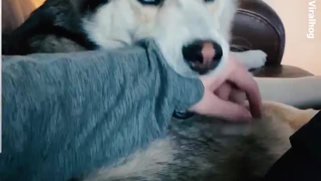 Huskies Are Hilarious