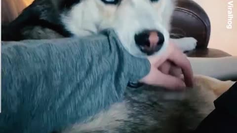 Huskies Are Hilarious