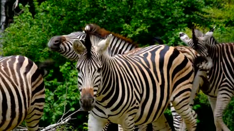 Zebra acho lindas