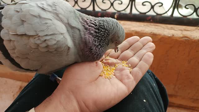 Pigeon fighting to eat