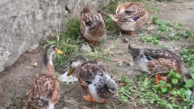 a group of ducks are raised at home