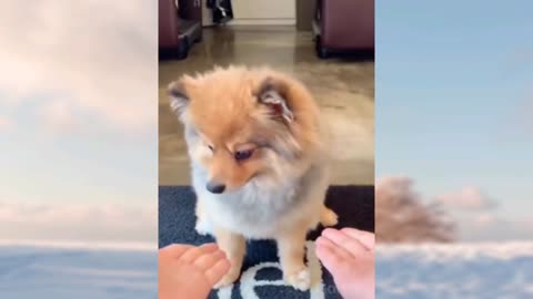 dog deceived by the owner, has super cute reaction