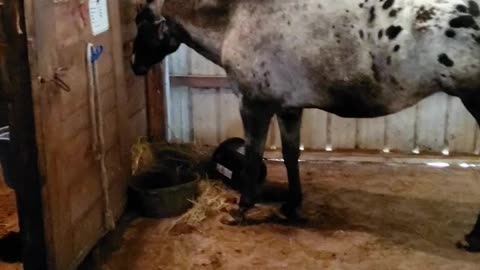 Romulus eating breakfast