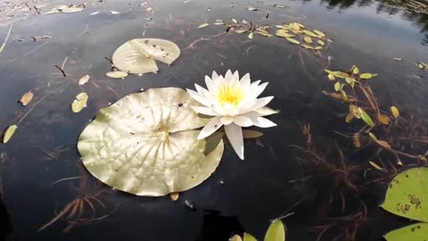 Water Lilies