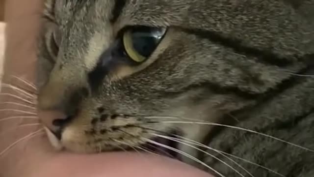 THIS is why cats bite their owners