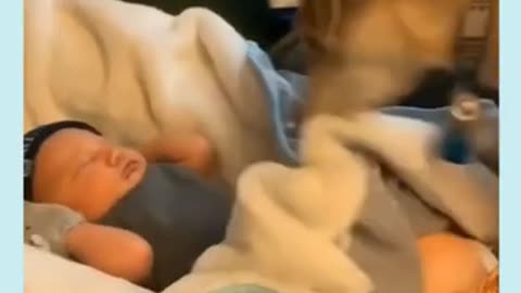 Funny baby animals playing with baby videos - 6