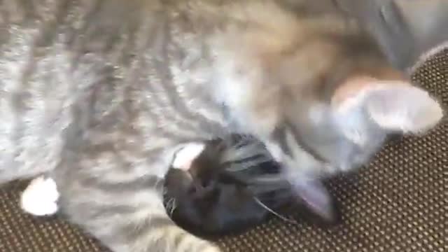 Grey cat licking brown cat on sofa