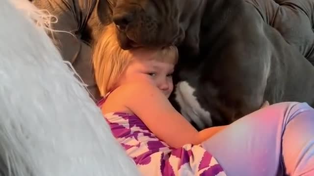 Cane corso and kid hug 😍