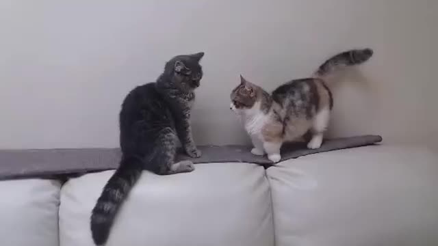 !When you try to fight but your arms are too short