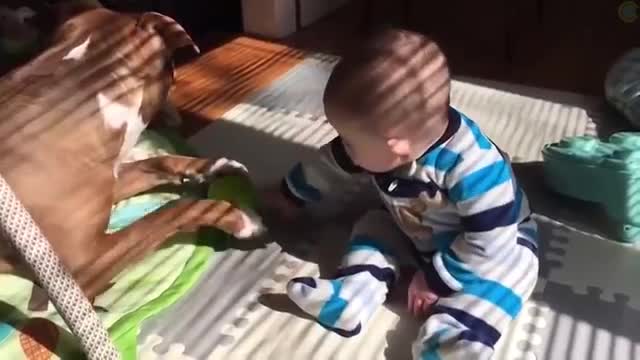 Watch This Compilation of Animal Fails