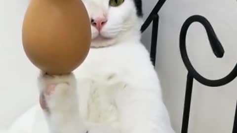 OMG funny 🐱🐱🐱🐱 cat and dogs🐕🐕🐕🐕🐕