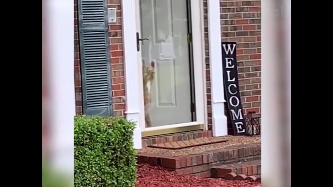 Funniest_Dogs_AndCats_Try_Not_To_Laugh__Funny_Animal_Videos