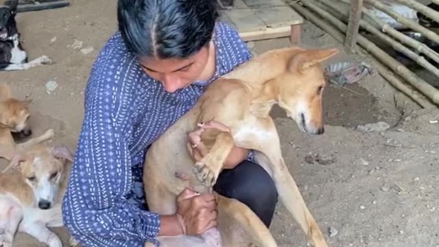 Helping paralyzed dog to urinate.