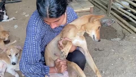 Helping paralyzed dog to urinate.