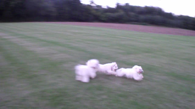 Bichons vs Sheltie